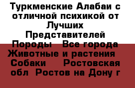 Туркменские Алабаи с отличной психикой от Лучших Представителей Породы - Все города Животные и растения » Собаки   . Ростовская обл.,Ростов-на-Дону г.